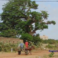 Une charrette aperçue à Keur Ndiaye Lô